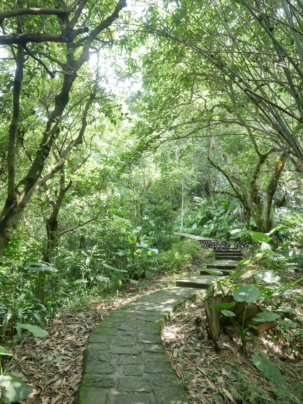 內湖白鷺鷥山親山步道 ，內湖大湖公園旁的森林步道秘境，搭捷運就可以到了直接進入小森林，內湖森林系一日遊