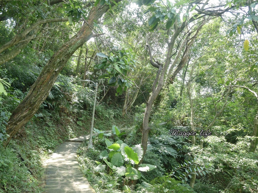 內湖白鷺鷥山親山步道 ，內湖大湖公園旁的森林步道秘境，搭捷運就可以到了直接進入小森林，內湖森林系一日遊