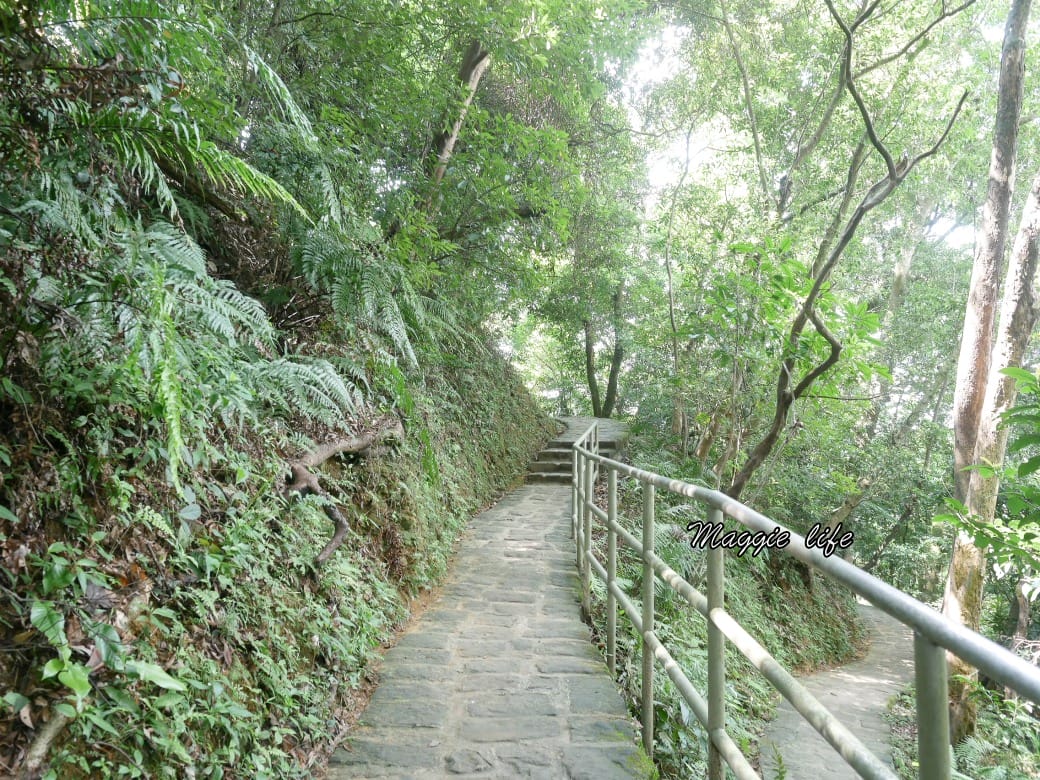 內湖白鷺鷥山親山步道 ，內湖大湖公園旁的森林步道秘境，搭捷運就可以到了直接進入小森林，內湖森林系一日遊