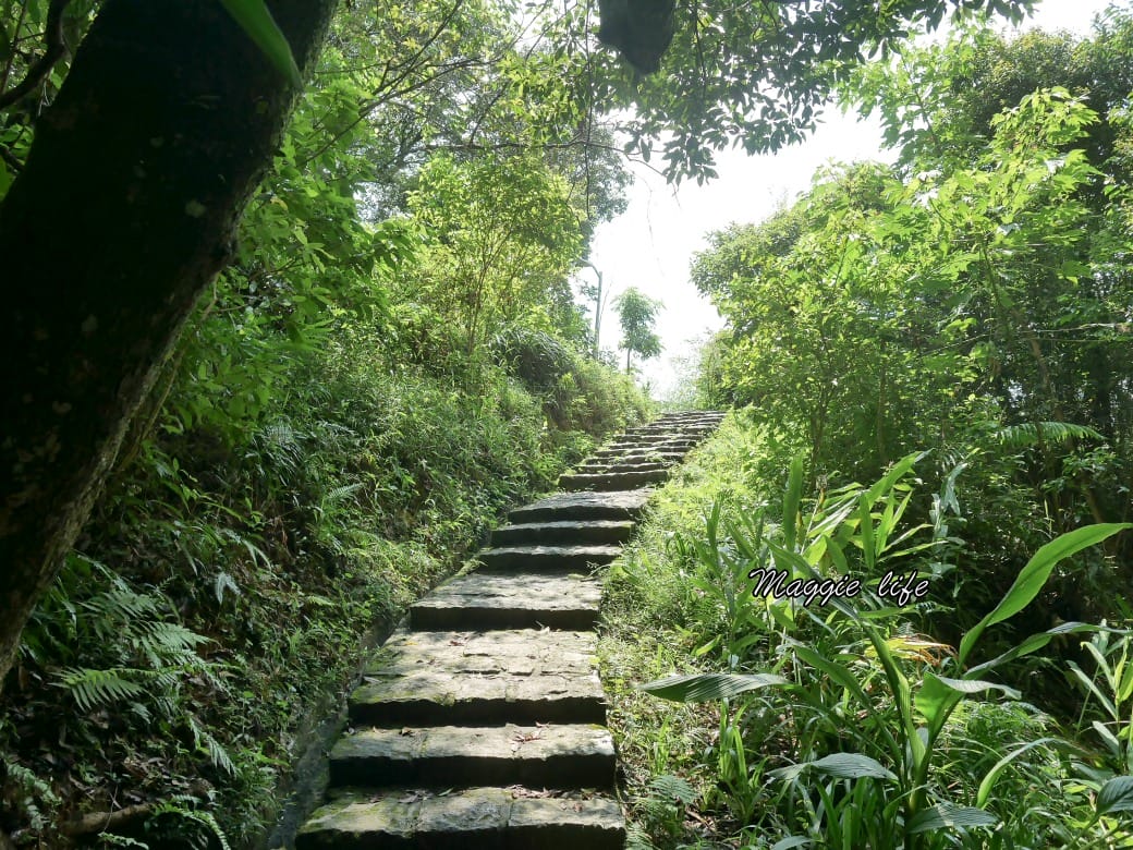內湖白鷺鷥山親山步道 ，內湖大湖公園旁的森林步道秘境，搭捷運就可以到了直接進入小森林，內湖森林系一日遊