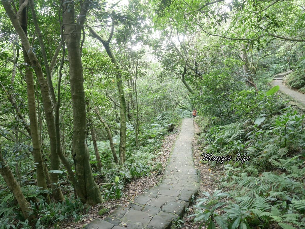 內湖白鷺鷥山親山步道 ，內湖大湖公園旁的森林步道秘境，搭捷運就可以到了直接進入小森林，內湖森林系一日遊