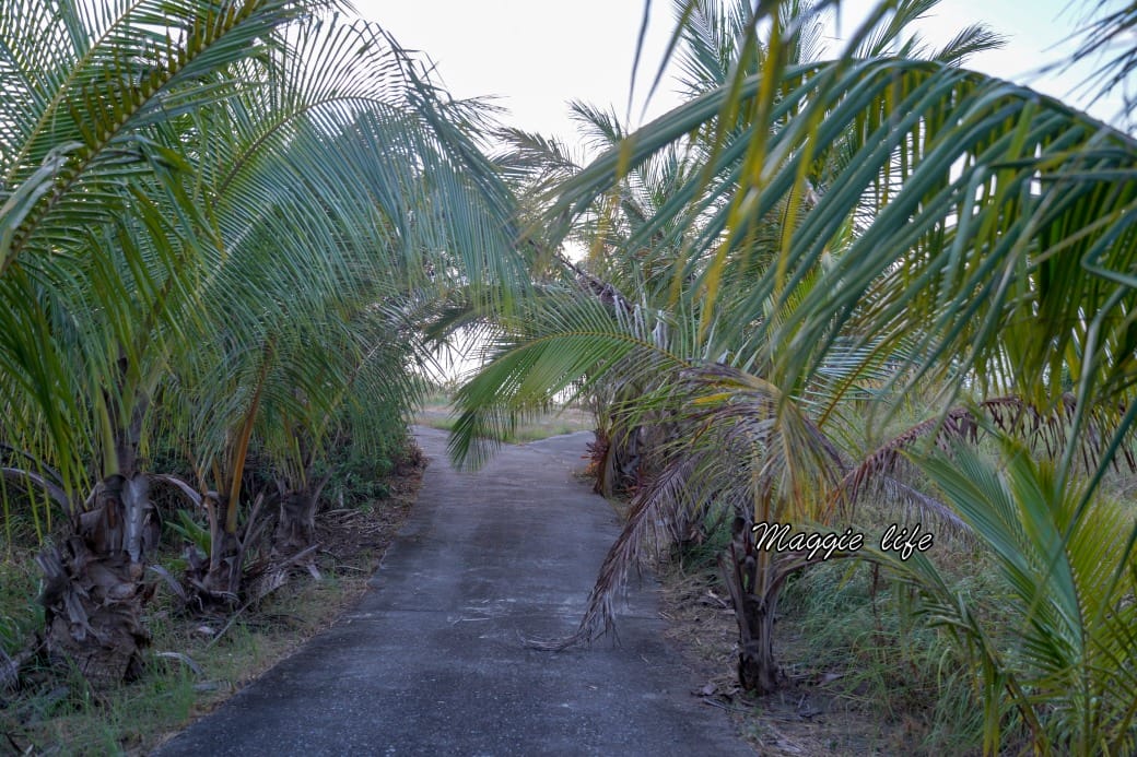千禧山莊｜花蓮面海景觀民宿，早上看日出，晚上看星星，還有中式自助早餐