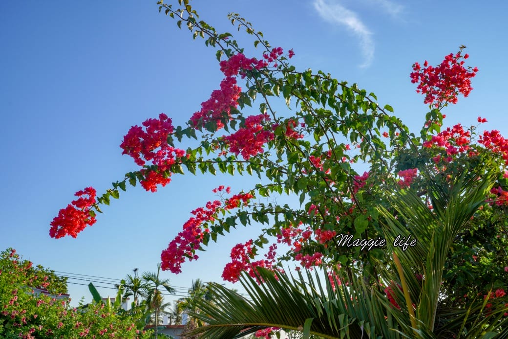 千禧山莊｜花蓮面海景觀民宿，早上看日出，晚上看星星，還有中式自助早餐