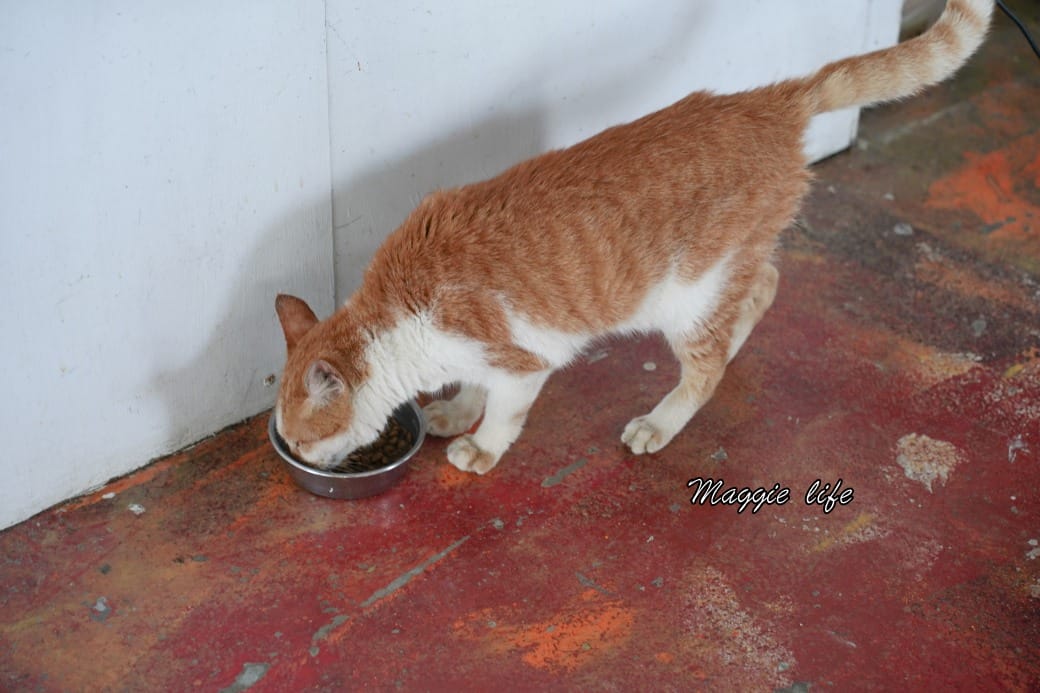 藍色公路海景咖啡館｜新北林口海景第一排面海咖啡廳，無敵海景療癒到爆炸