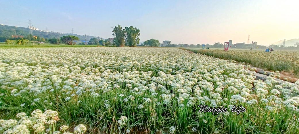大溪韭菜花田｜桃園大溪九月雪開始了，兩千坪最大韭菜花田必拍，超美的