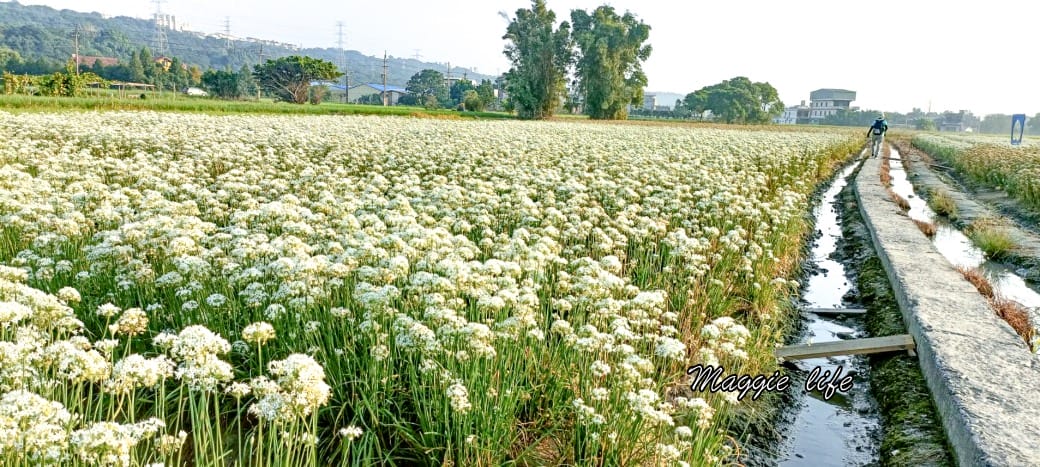 大溪韭菜花田｜桃園大溪九月雪開始了，兩千坪最大韭菜花田必拍，超美的