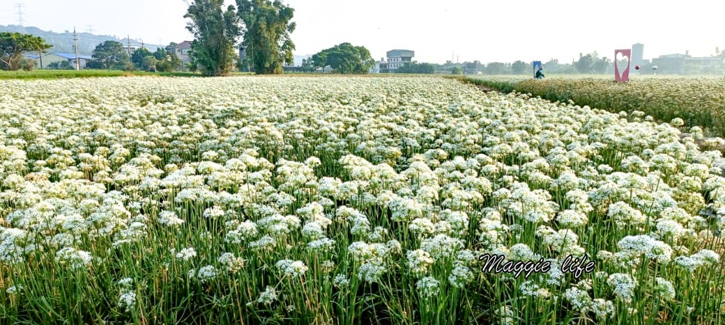 大溪韭菜花田｜桃園大溪九月雪開始了，兩千坪最大韭菜花田必拍，超美的