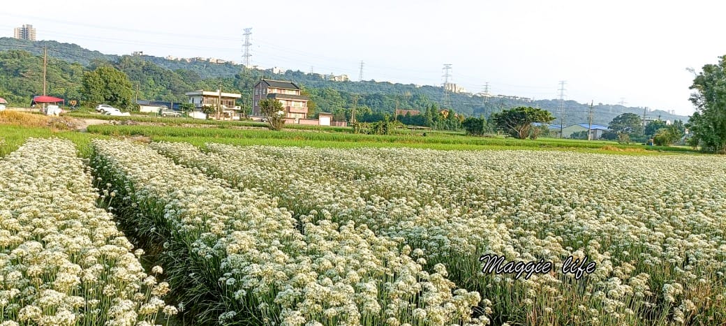 大溪韭菜花田｜桃園大溪九月雪開始了，兩千坪最大韭菜花田必拍，超美的