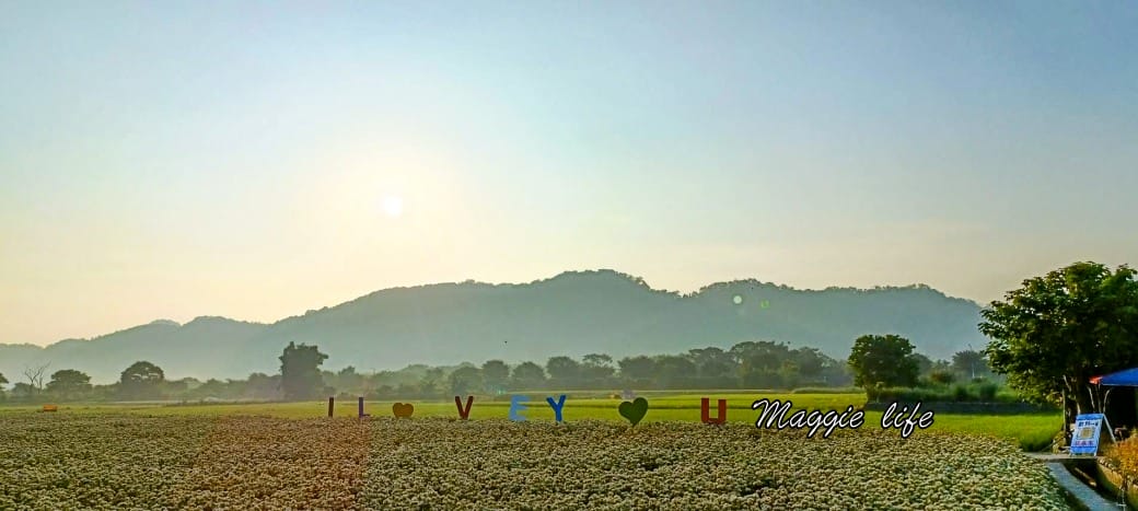大溪韭菜花田｜桃園大溪九月雪開始了，兩千坪最大韭菜花田必拍，超美的