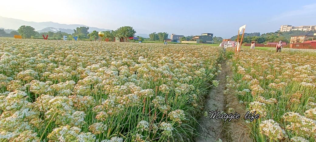大溪韭菜花田｜桃園大溪九月雪開始了，兩千坪最大韭菜花田必拍，超美的