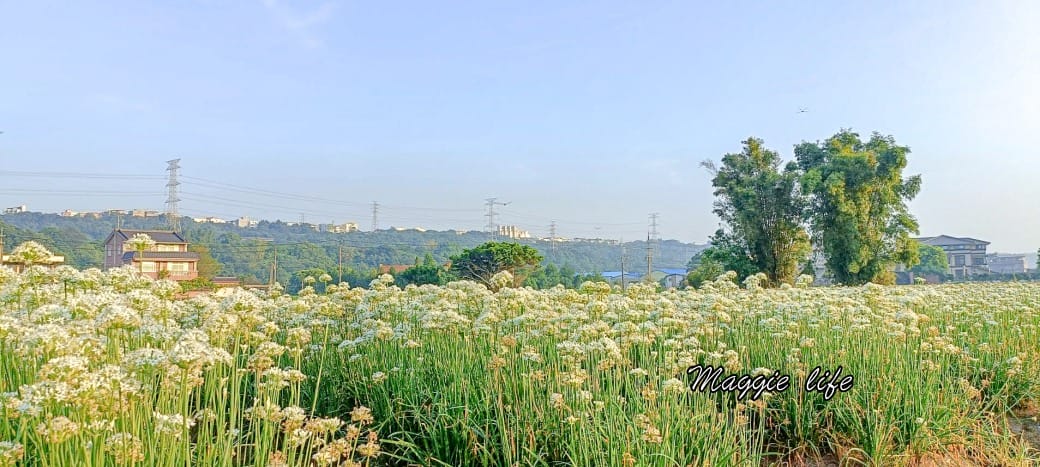 大溪韭菜花田｜桃園大溪九月雪開始了，兩千坪最大韭菜花田必拍，超美的