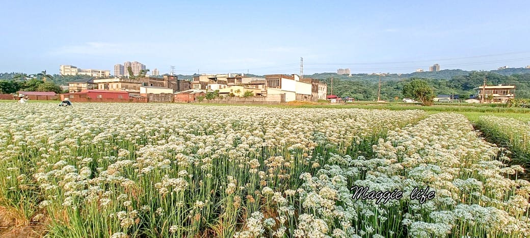 大溪韭菜花田｜桃園大溪九月雪開始了，兩千坪最大韭菜花田必拍，超美的