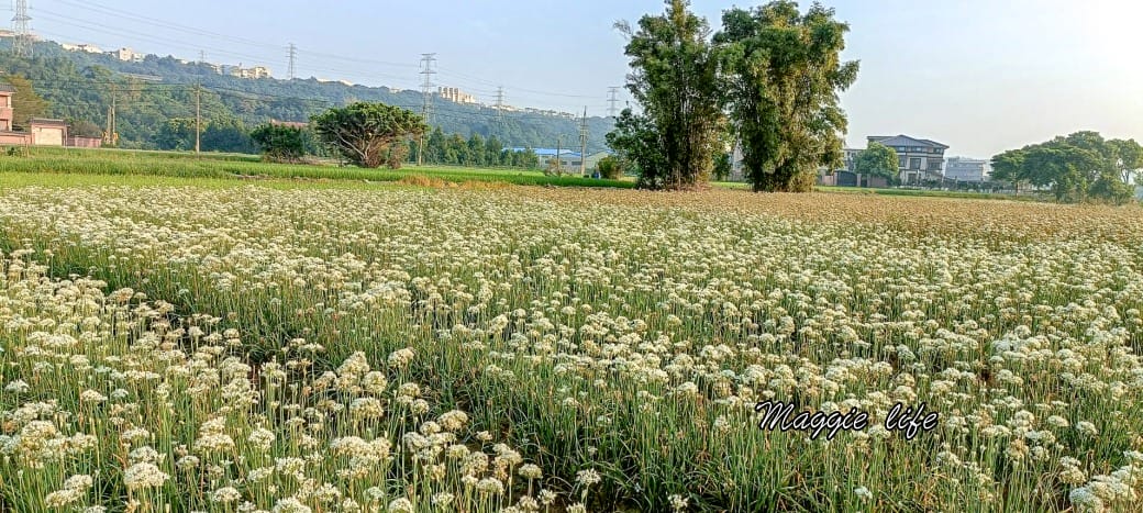 大溪韭菜花田｜桃園大溪九月雪開始了，兩千坪最大韭菜花田必拍，超美的