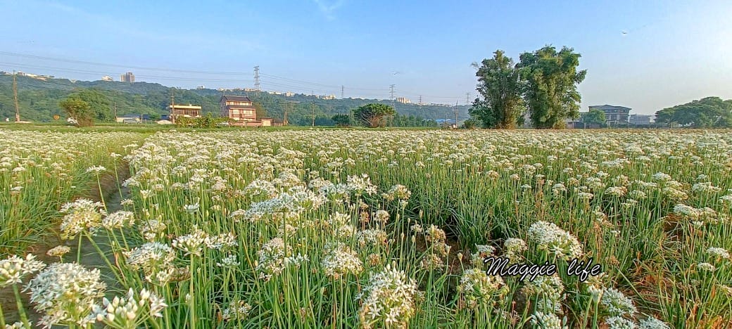 大溪韭菜花田｜桃園大溪九月雪開始了，兩千坪最大韭菜花田必拍，超美的