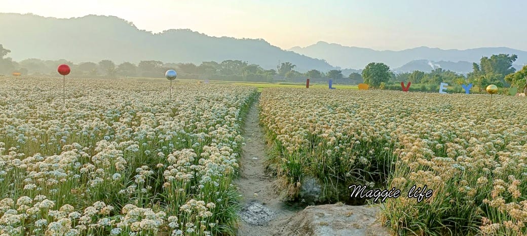 大溪韭菜花田｜桃園大溪九月雪開始了，兩千坪最大韭菜花田必拍，超美的