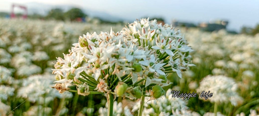 大溪韭菜花田｜桃園大溪九月雪開始了，兩千坪最大韭菜花田必拍，超美的
