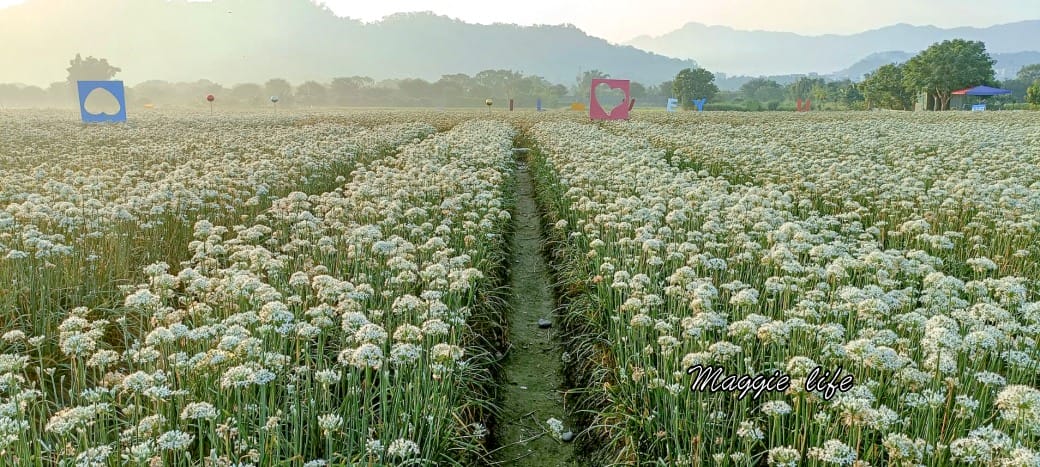 大溪韭菜花田｜桃園大溪九月雪開始了，兩千坪最大韭菜花田必拍，超美的