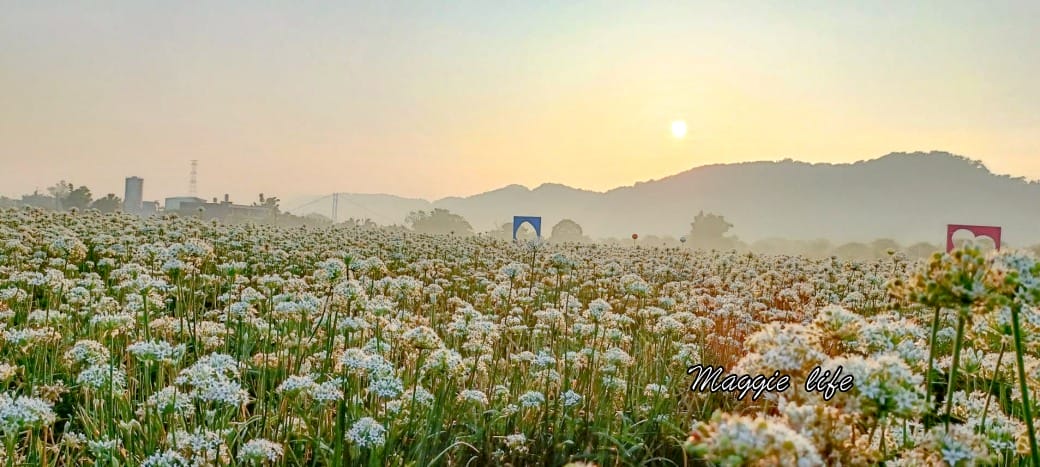 大溪韭菜花田｜桃園大溪九月雪開始了，兩千坪最大韭菜花田必拍，超美的
