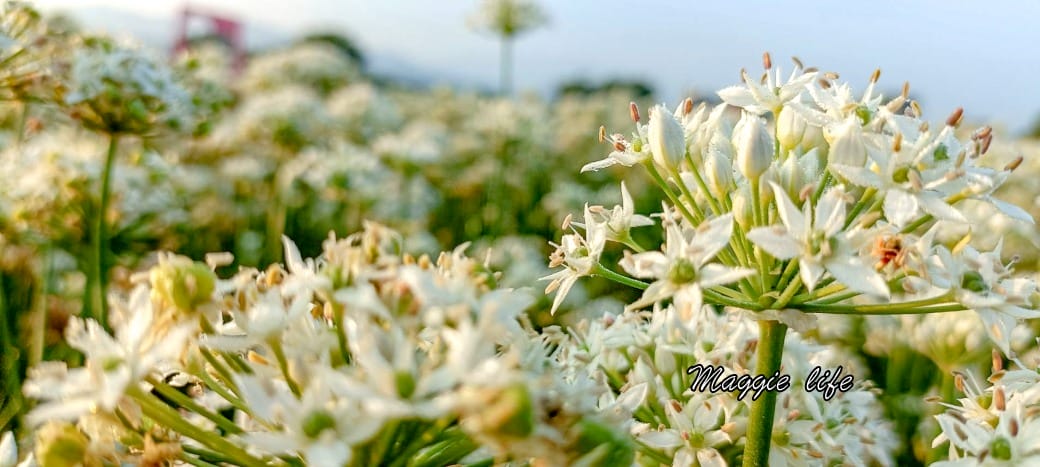 大溪韭菜花田｜桃園大溪九月雪開始了，兩千坪最大韭菜花田必拍，超美的