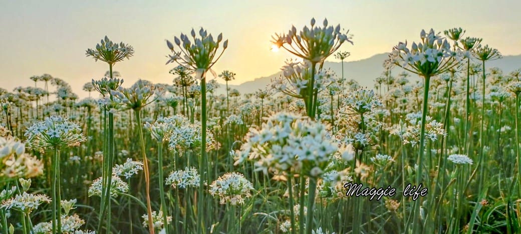 大溪韭菜花田｜桃園大溪九月雪開始了，兩千坪最大韭菜花田必拍，超美的
