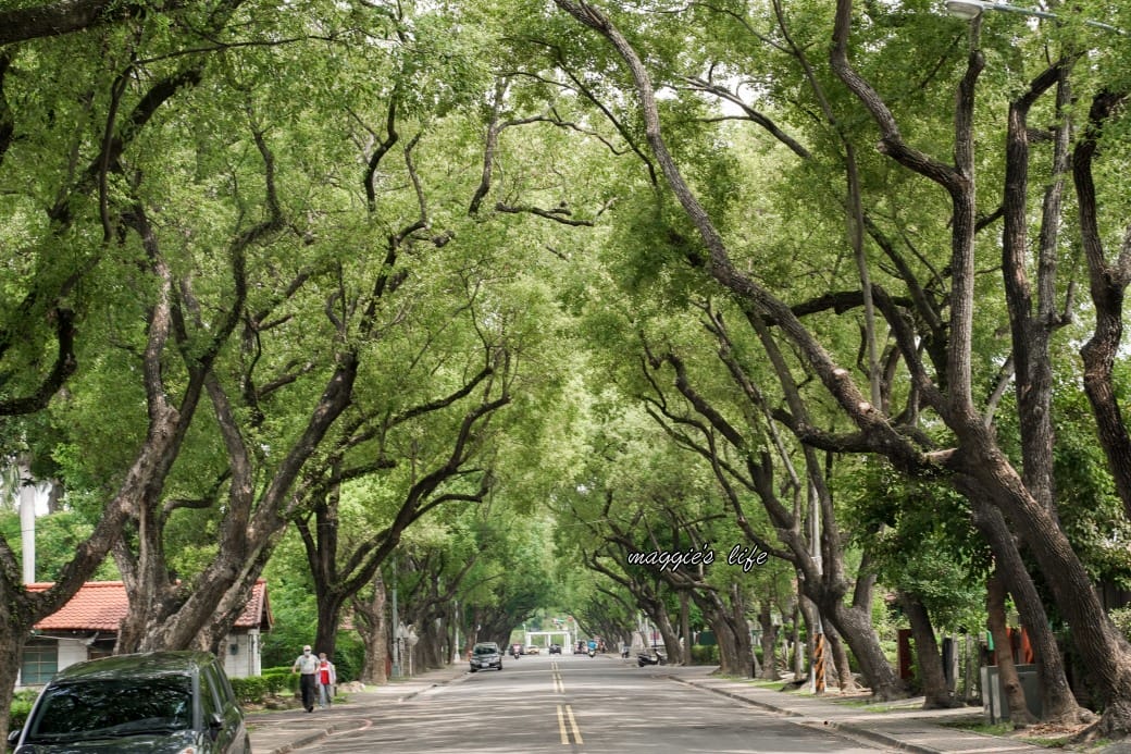 南投中興新村一日遊｜17個拍照景點攻略，綠色隧道，文創，美食，咖啡