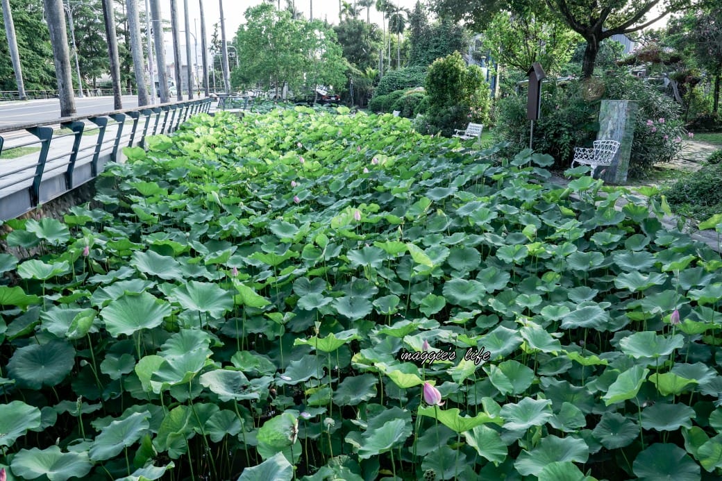南投中興新村荷花池，椰林大道旁夏日賞花必遊，南投中興新村一日遊
