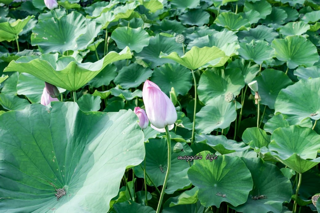 南投中興新村荷花池，椰林大道旁夏日賞花必遊，南投中興新村一日遊
