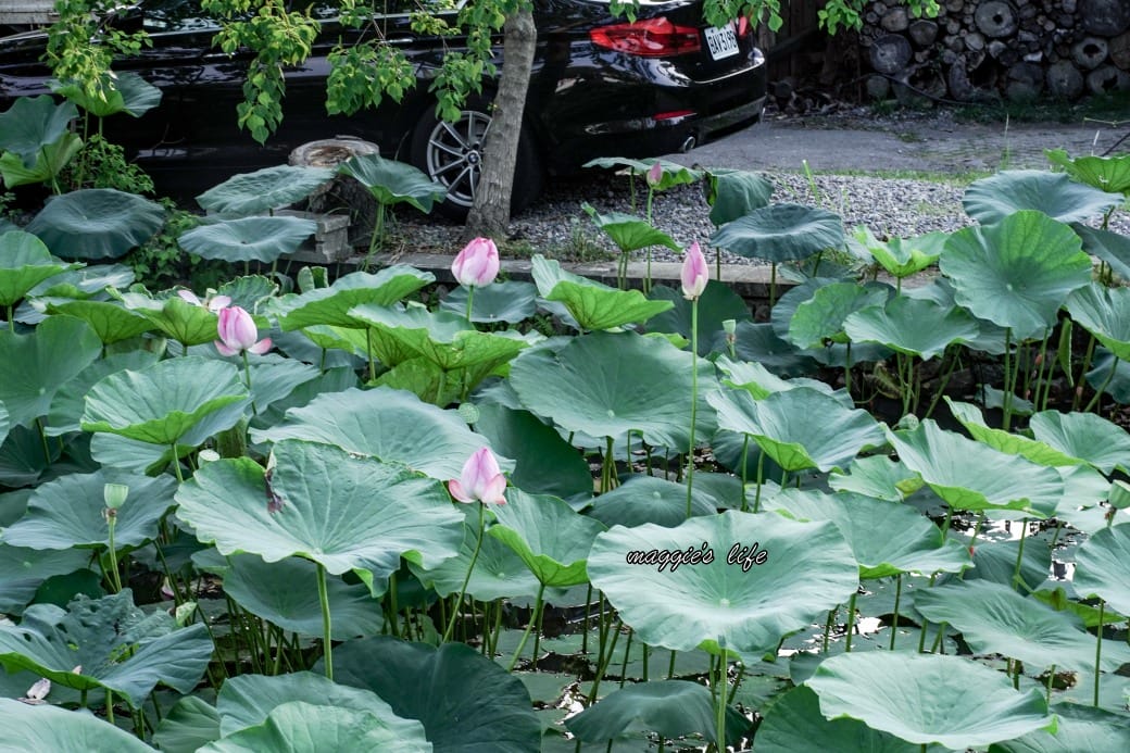 南投中興新村一日遊｜17個拍照景點攻略，綠色隧道，文創，美食，咖啡