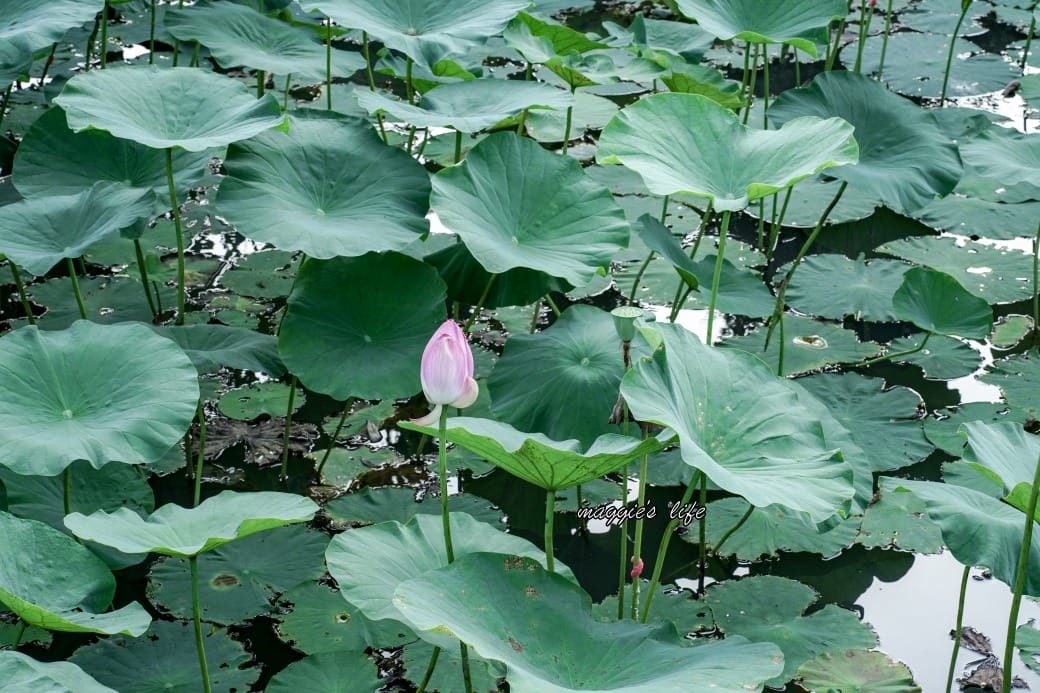 南投中興新村荷花池，椰林大道旁夏日賞花必遊，南投中興新村一日遊