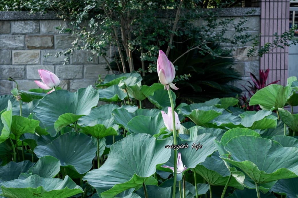 南投中興新村荷花池，椰林大道旁夏日賞花必遊，南投中興新村一日遊