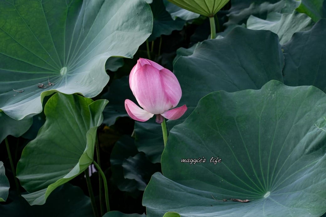 南投中興新村荷花池，椰林大道旁夏日賞花必遊，南投中興新村一日遊