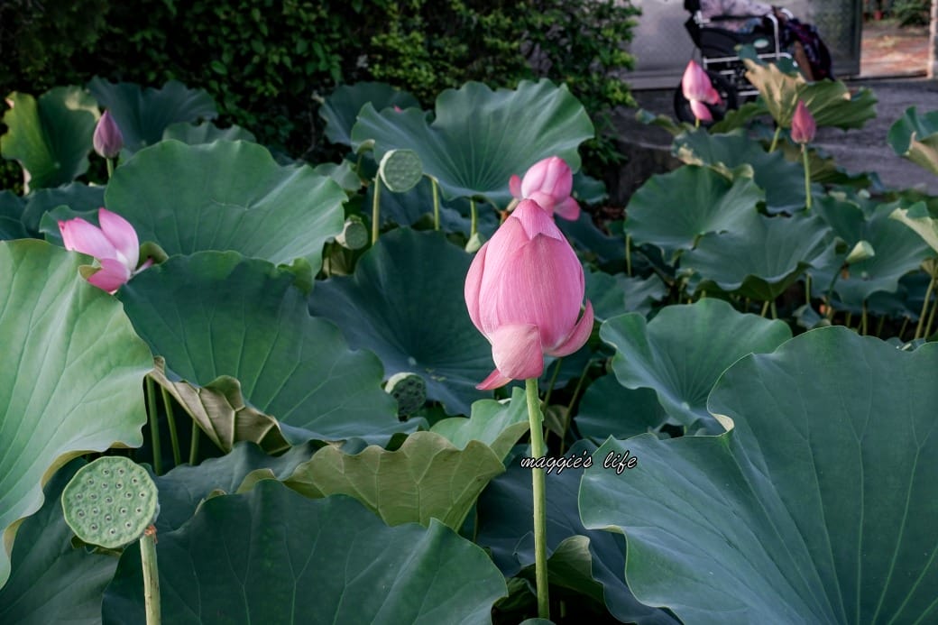 南投中興新村荷花池，椰林大道旁夏日賞花必遊，南投中興新村一日遊