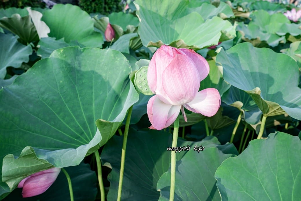 南投中興新村荷花池，椰林大道旁夏日賞花必遊，南投中興新村一日遊