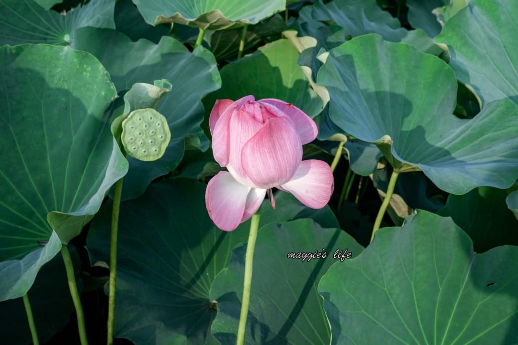 南投中興新村荷花池，椰林大道旁夏日賞花必遊，南投中興新村一日遊