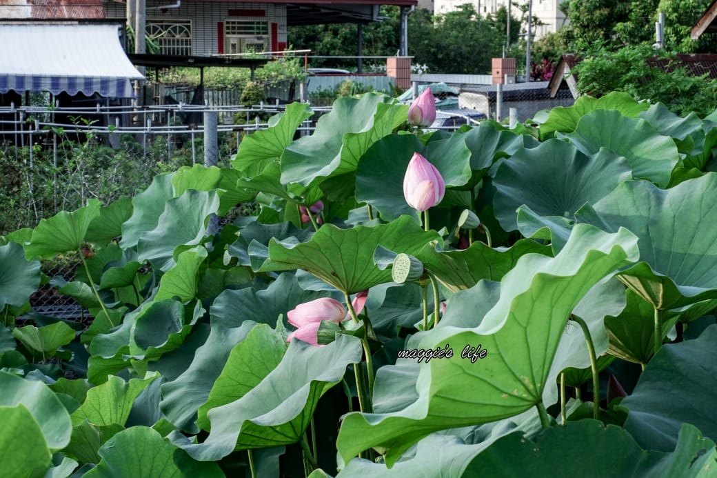 南投中興新村荷花池，椰林大道旁夏日賞花必遊，南投中興新村一日遊