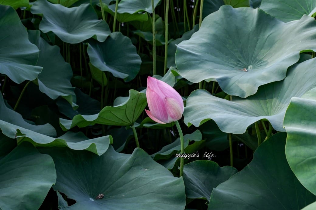 南投中興新村荷花池，椰林大道旁夏日賞花必遊，南投中興新村一日遊