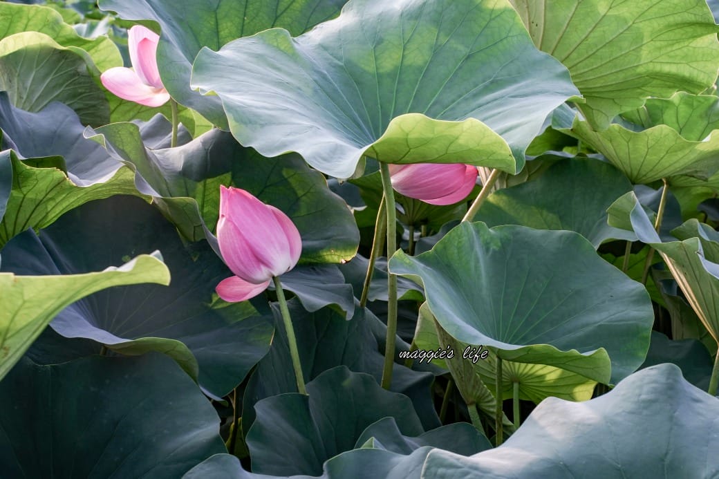 南投中興新村荷花池，椰林大道旁夏日賞花必遊，南投中興新村一日遊