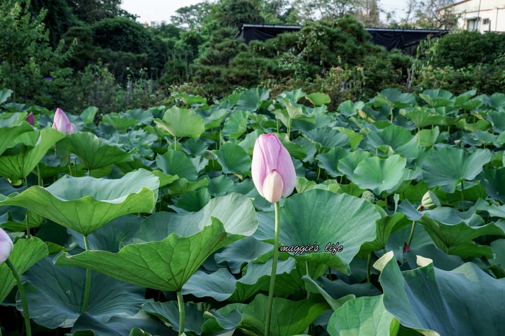 南投中興新村荷花池，椰林大道旁夏日賞花必遊，南投中興新村一日遊