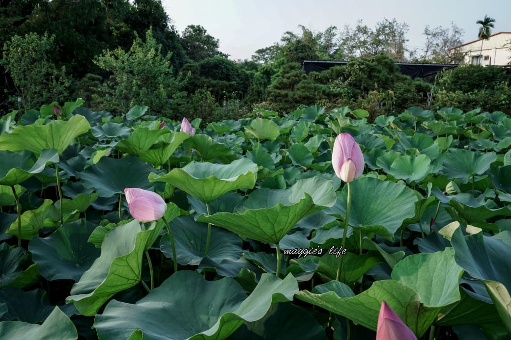 南投中興新村荷花池，椰林大道旁夏日賞花必遊，南投中興新村一日遊