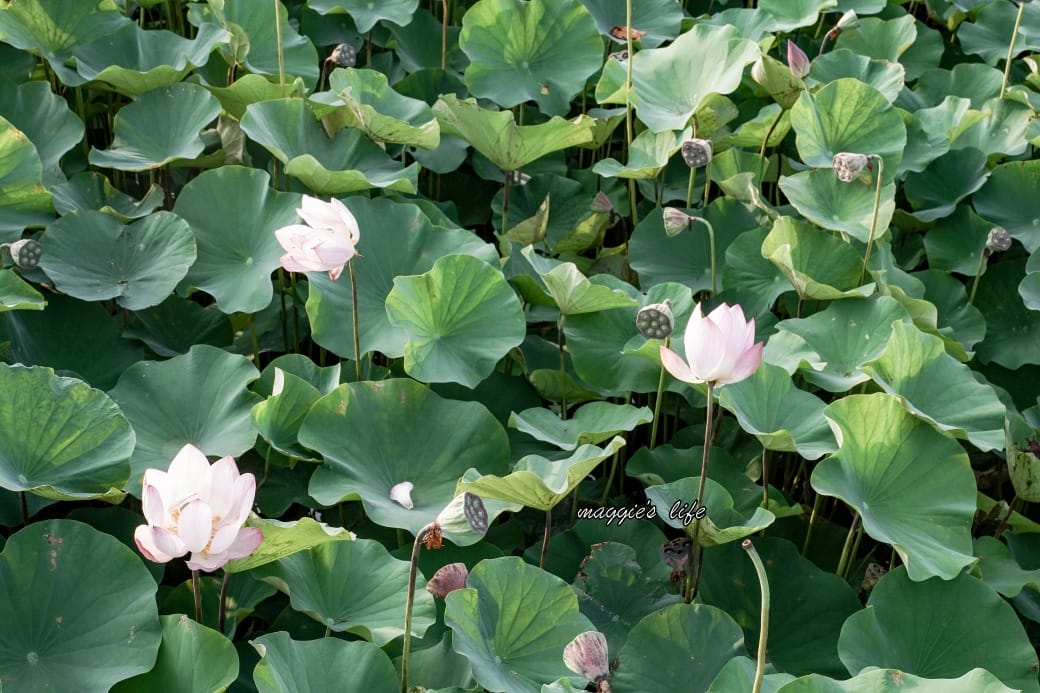 南投中興新村荷花池，椰林大道旁夏日賞花必遊，南投中興新村一日遊