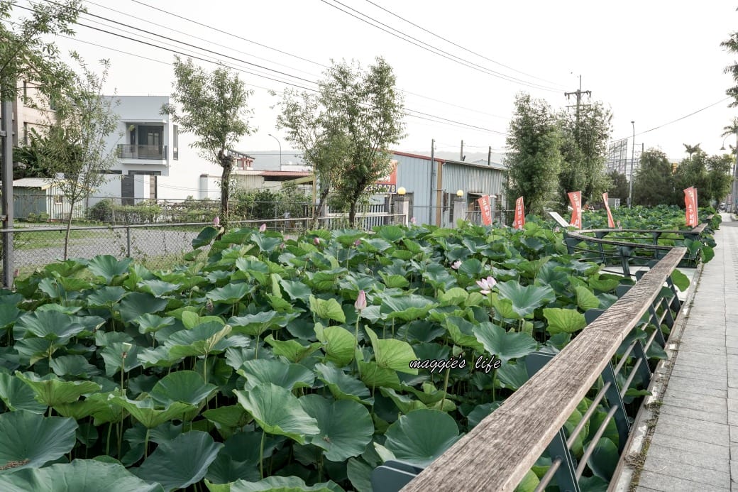 南投中興新村荷花池，椰林大道旁夏日賞花必遊，南投中興新村一日遊