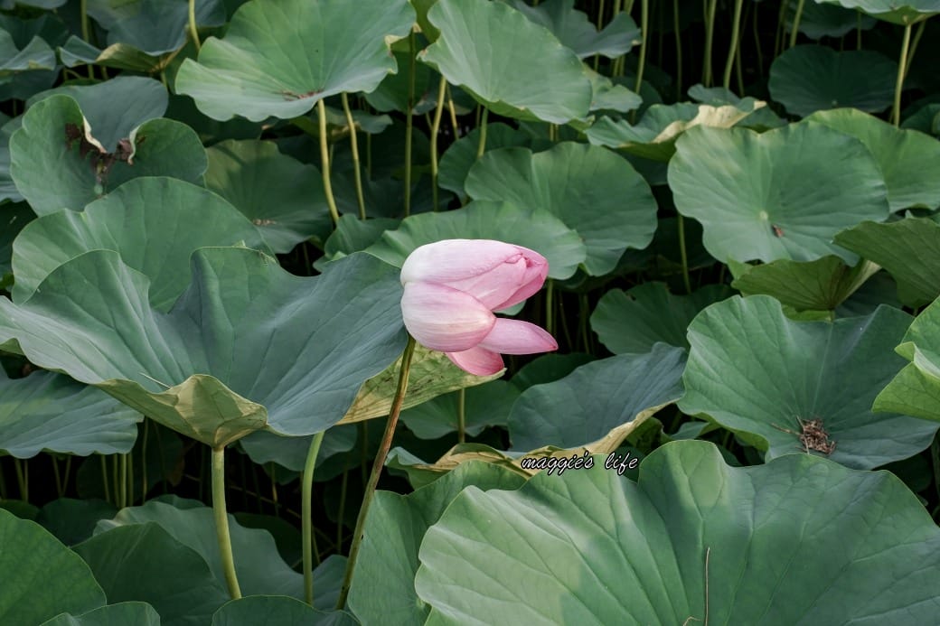 南投中興新村荷花池，椰林大道旁夏日賞花必遊，南投中興新村一日遊