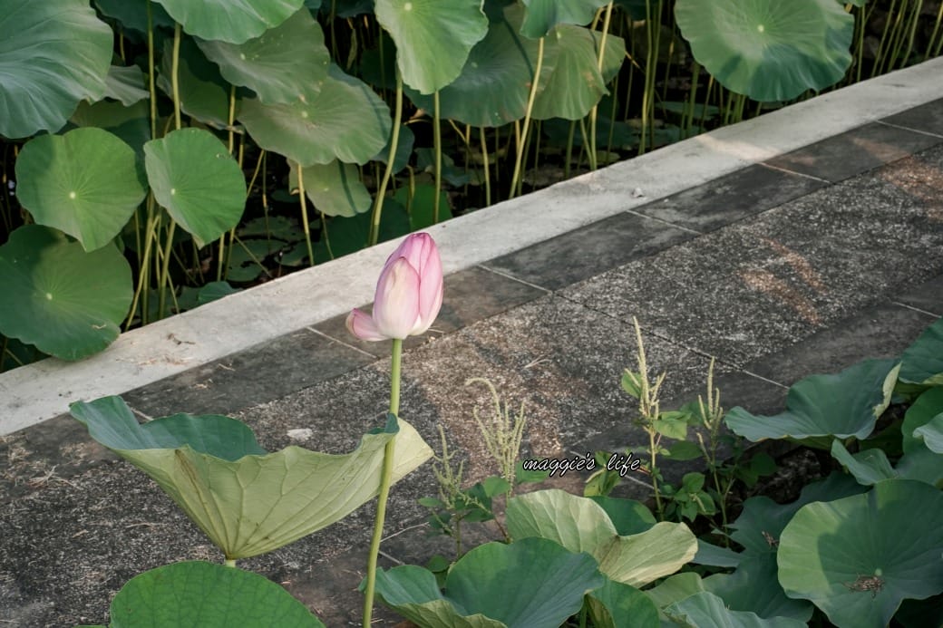 南投中興新村荷花池，椰林大道旁夏日賞花必遊，南投中興新村一日遊