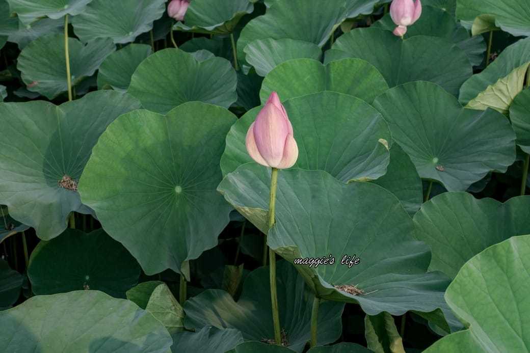 南投中興新村荷花池，椰林大道旁夏日賞花必遊，南投中興新村一日遊