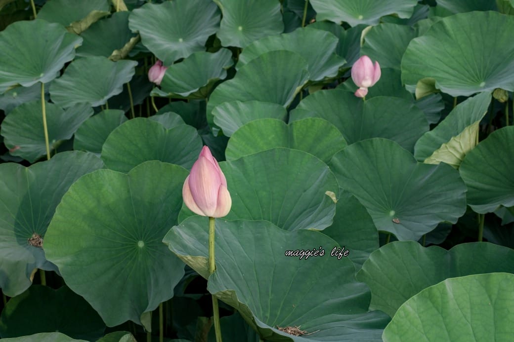 南投中興新村荷花池，椰林大道旁夏日賞花必遊，南投中興新村一日遊
