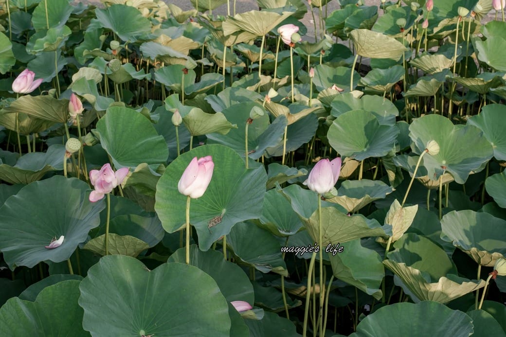 南投中興新村荷花池，椰林大道旁夏日賞花必遊，南投中興新村一日遊