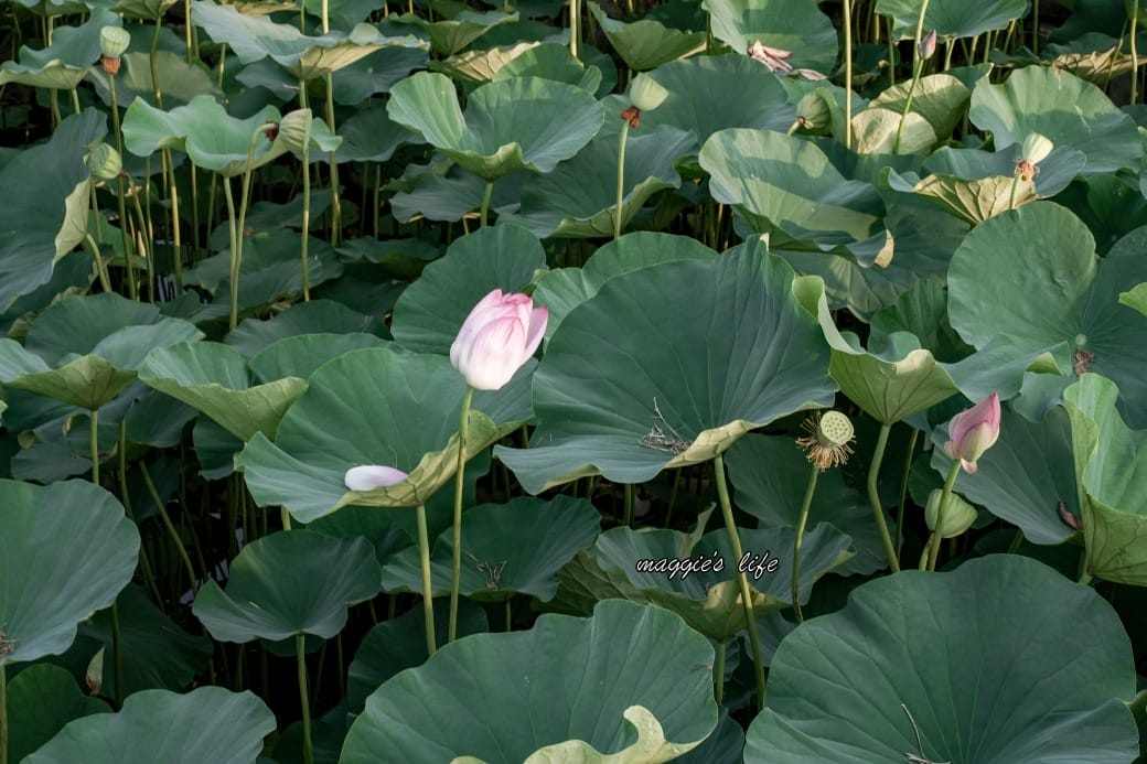 南投中興新村一日遊｜17個拍照景點攻略，綠色隧道，文創，美食，咖啡