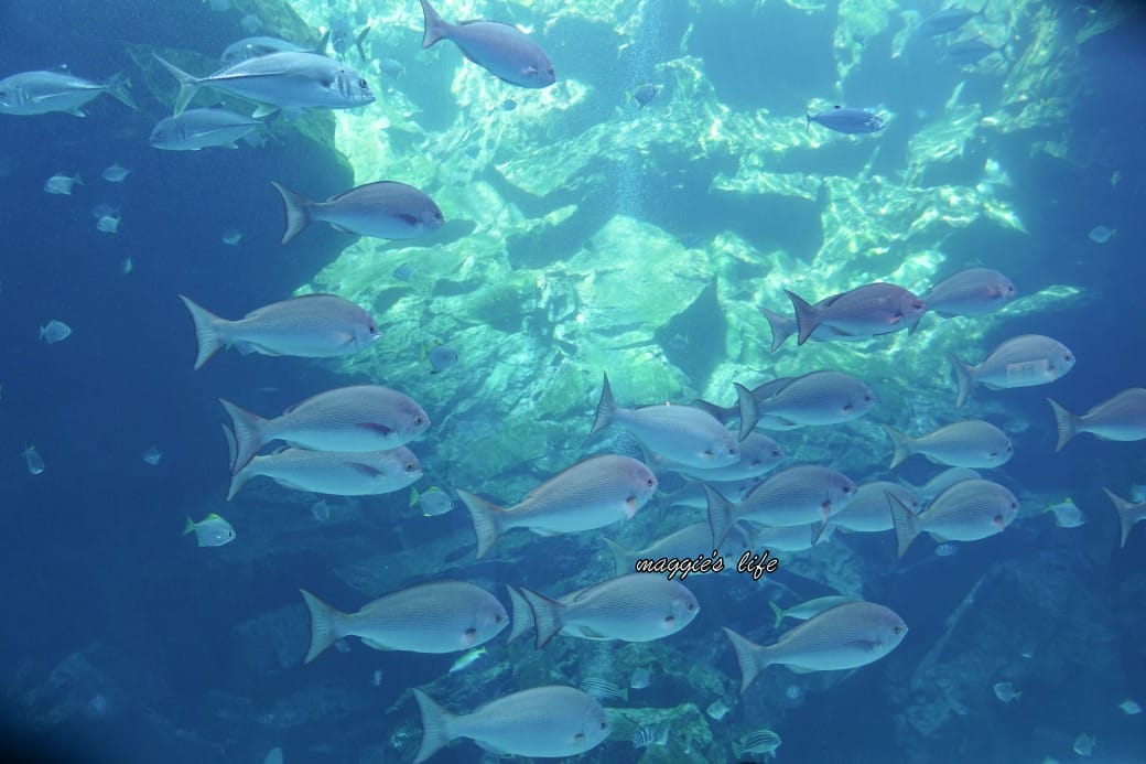 桃園Xpark水族館最新攻略|必看四大展區、優惠門票、時間、交通停車 - 第20張圖 桃園Xpark水族館最新攻略|必看四大展區、優惠門票、時間、交通停車