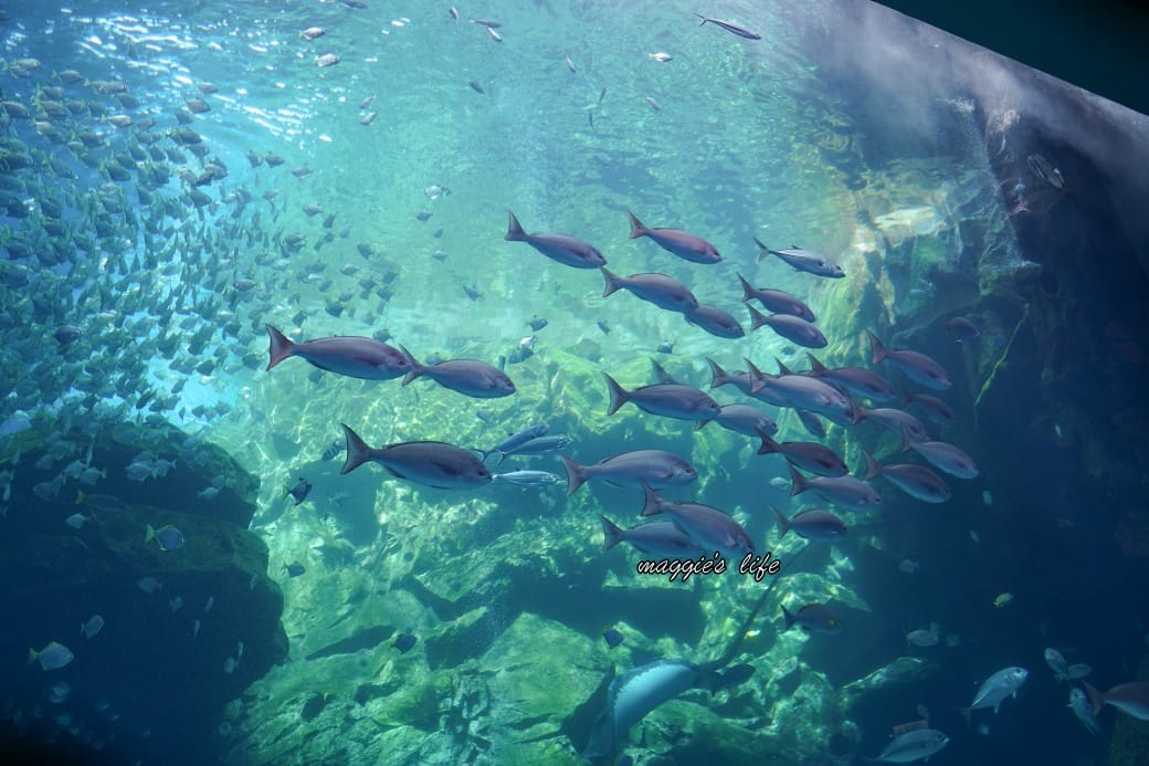 桃園Xpark水族館最新攻略｜必看四大展區、優惠門票、時間、交通停車