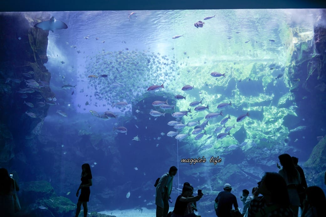 桃園Xpark水族館最新攻略｜必看四大展區、優惠門票、時間、交通停車